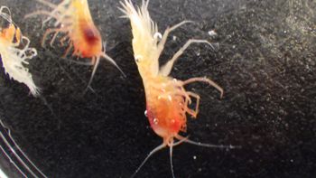 Media type: image;   Invertebrate Zoology 148163 Description: Live specimen.;